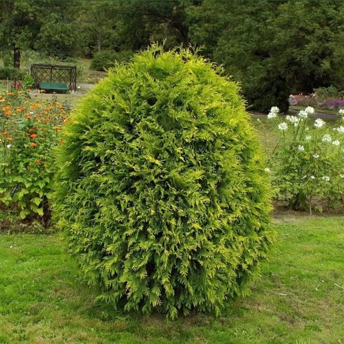 Thuja occidentalis 'Wagneri' - Harilik elupuu 'Wagneri' C10/10L